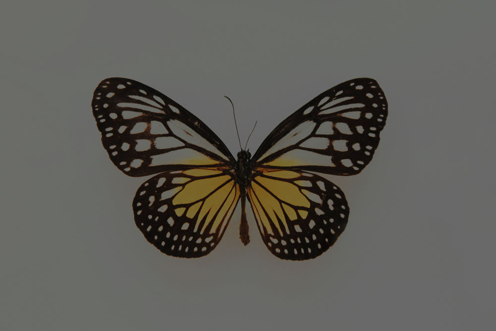 Evo-Animal-Life-Cycles-lessons-new-web